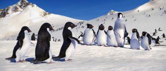 Happy Feet (2006),Lombardo Boyar,Elijah Wood,Robin Williams,Carlos Alazraqui,Jeffrey Garcia